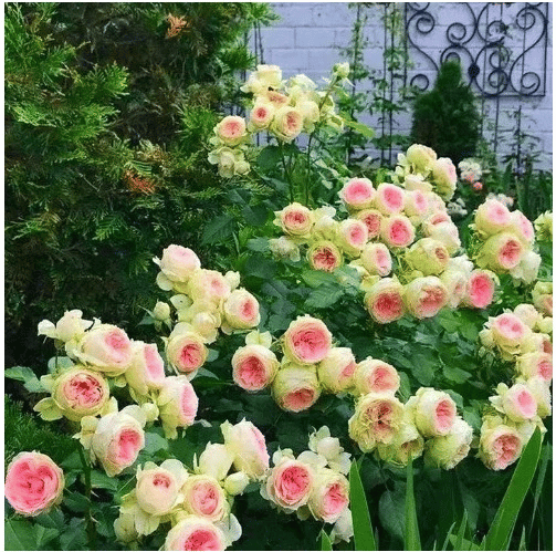 🔥49% OFF 🔥🌹Climbing Vine Rose Flower Seeds🌹