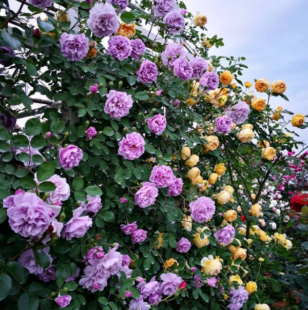🔥49% OFF 🔥🌹Climbing Vine Rose Flower Seeds🌹