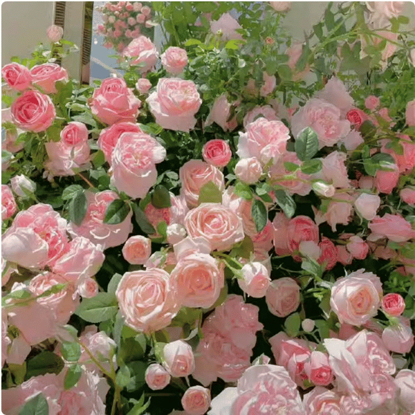 🔥49% OFF 🔥🌹Climbing Vine Rose Flower Seeds🌹