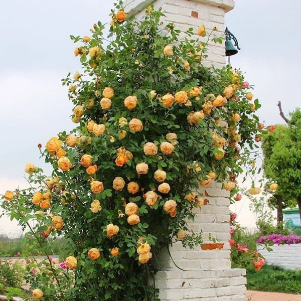 🔥49% OFF 🔥🌹Climbing Vine Rose Flower Seeds🌹