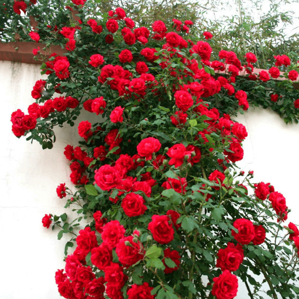 🔥49% OFF 🔥🌹Climbing Vine Rose Flower Seeds🌹
