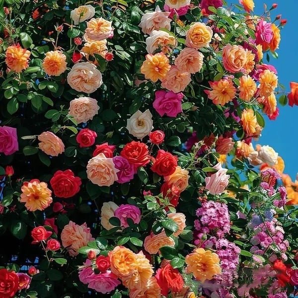 🔥49% OFF 🔥🌹Climbing Vine Rose Flower Seeds🌹