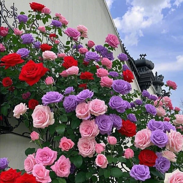 🔥49% OFF 🔥🌹Climbing Vine Rose Flower Seeds🌹