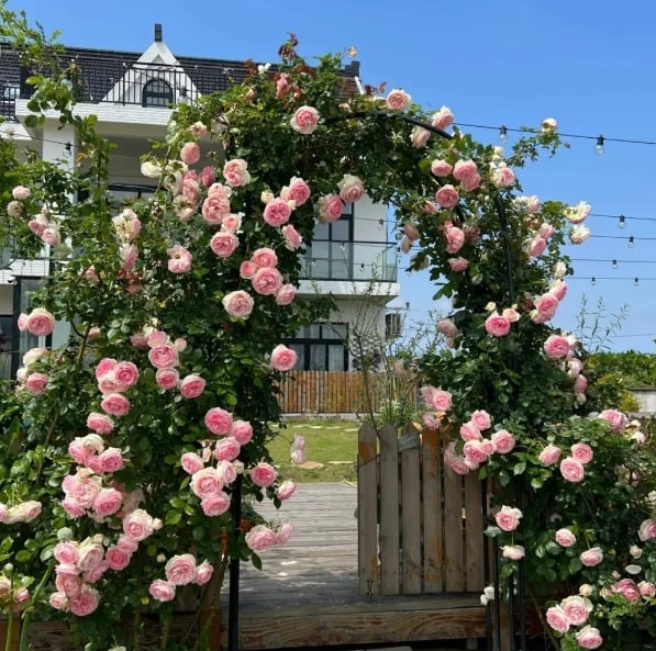🔥49% OFF 🔥🌹Climbing Vine Rose Flower Seeds🌹