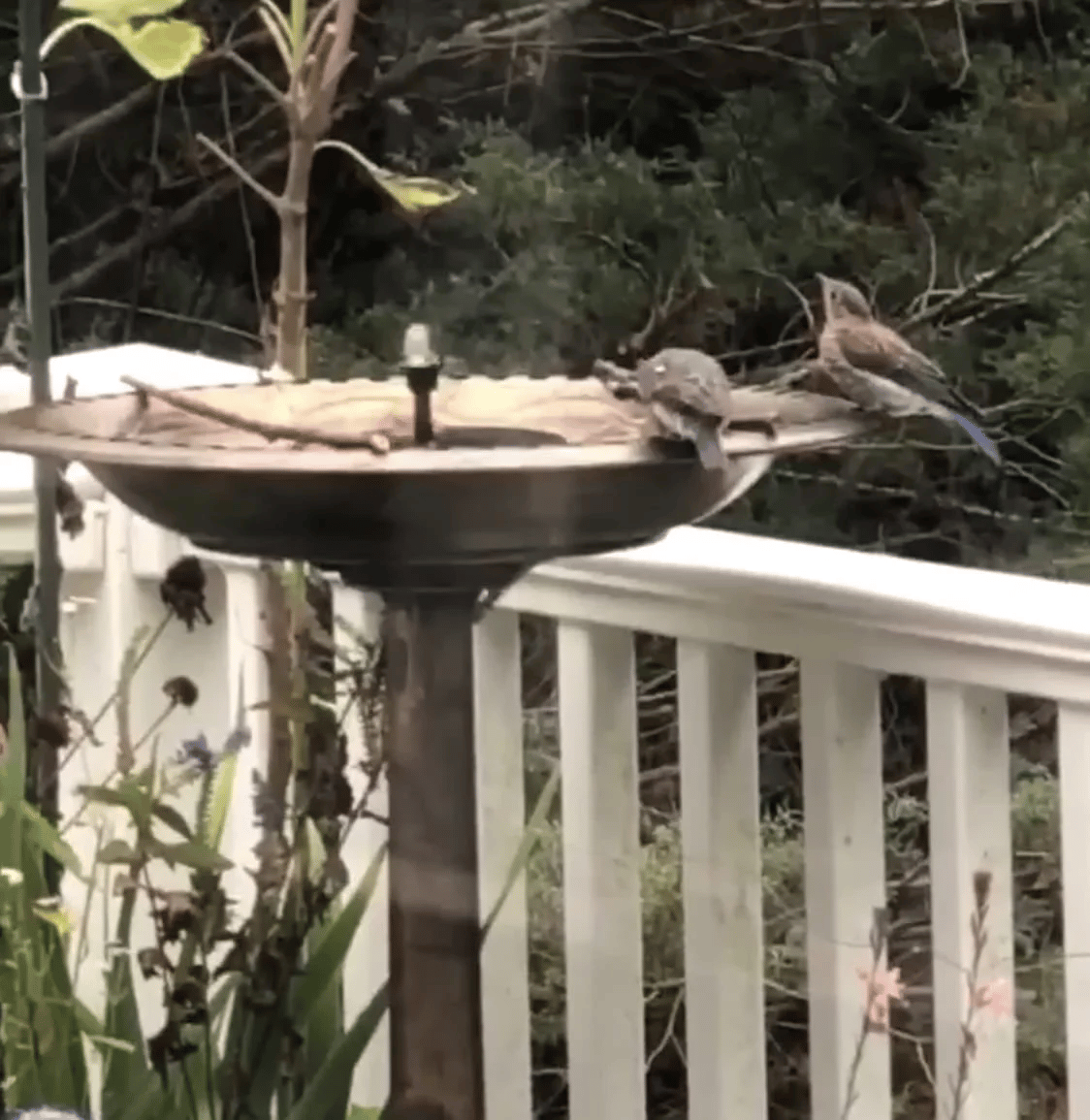 LAST DAY 70% OFF🔥Solar-Powered Bird Fountain Kit🐦️
