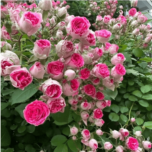 🔥49% OFF 🔥🌹Climbing Vine Rose Flower Seeds🌹