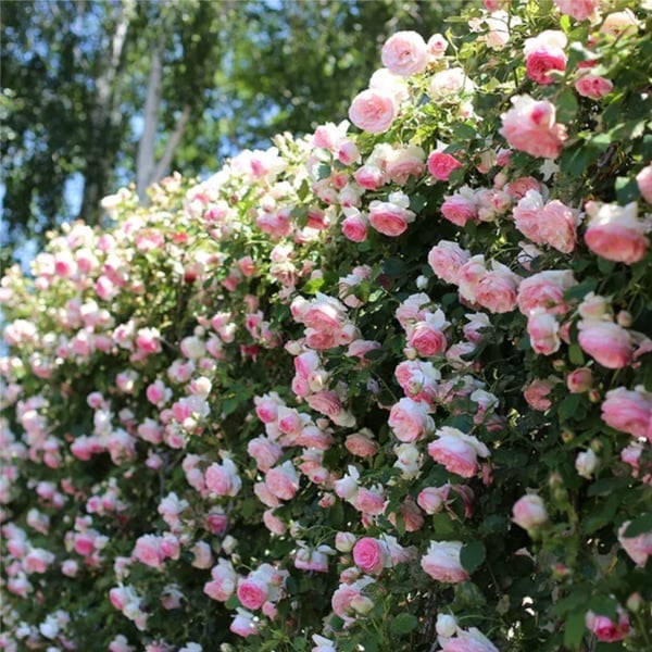 🔥49% OFF 🔥🌹Climbing Vine Rose Flower Seeds🌹