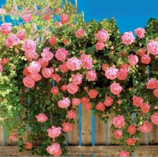 🔥49% OFF 🔥🌹Climbing Vine Rose Flower Seeds🌹